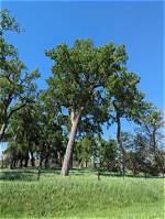 How Much Is a Mature Cottonwood Tree Worth?