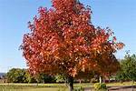 How Much Is a Sweet Gum Tree Worth?