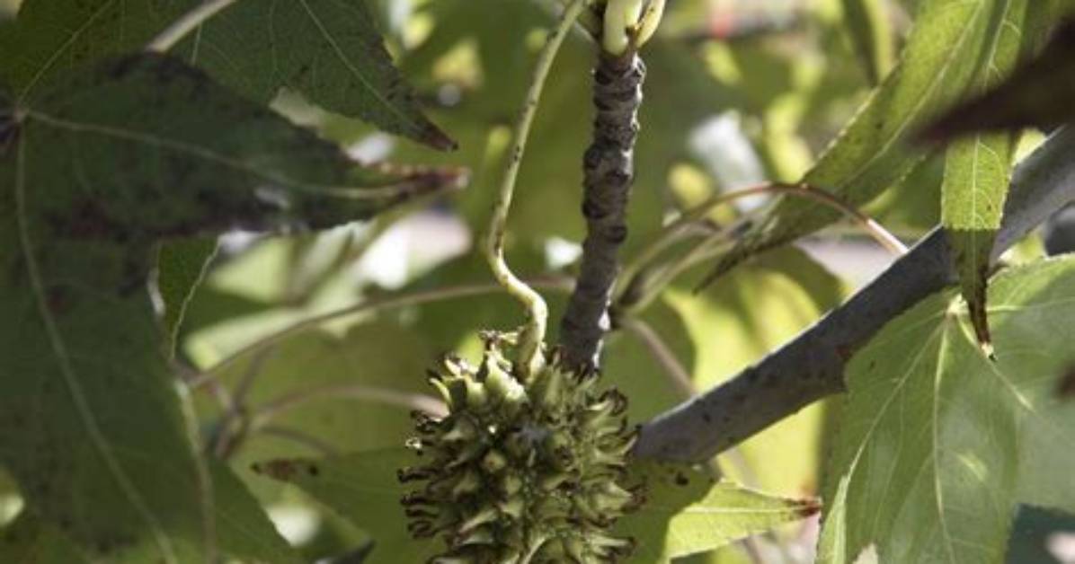 How Much Is a Sweetgum Tree Worth?
