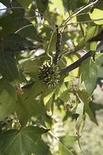 How Much Is a Sweetgum Tree Worth?