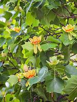 How Much Is a Tulip Poplar Tree Worth?
