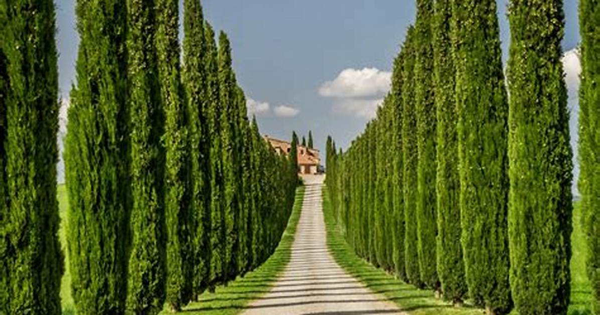How Much Is an Italian Cypress Tree?