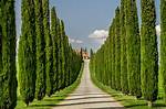 How Much Is an Italian Cypress Tree?