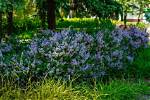 How Much Sun Do Dwarf Lilac Bushes Need?