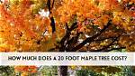 How Much Value Does a Large Tree Add to a House?