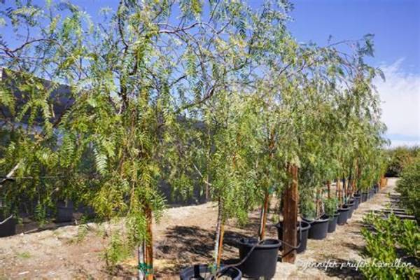 How Much Water Do California Pepper Trees Need?