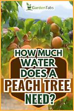 How Often Should Peach Trees Be Watered?
