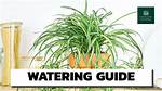 How Often Should Podocarpus Be Watered?