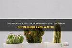 How Often Should You Water a Struggling Lawn?