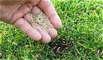 How Often Should You Water Fescue Seed?