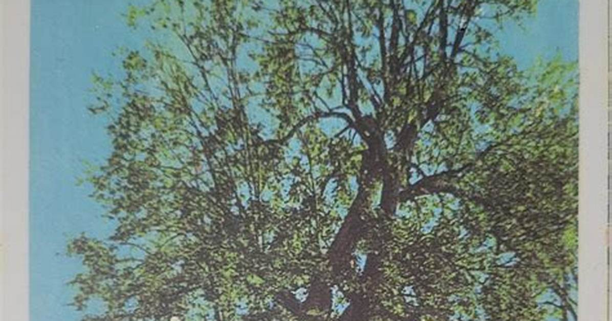 How Old Are Horse Chestnut Trees Before They Flower?