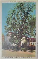 How Old Are Horse Chestnut Trees Before They Flower?