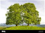 How Old Are Linden Trees Supposed to Be?