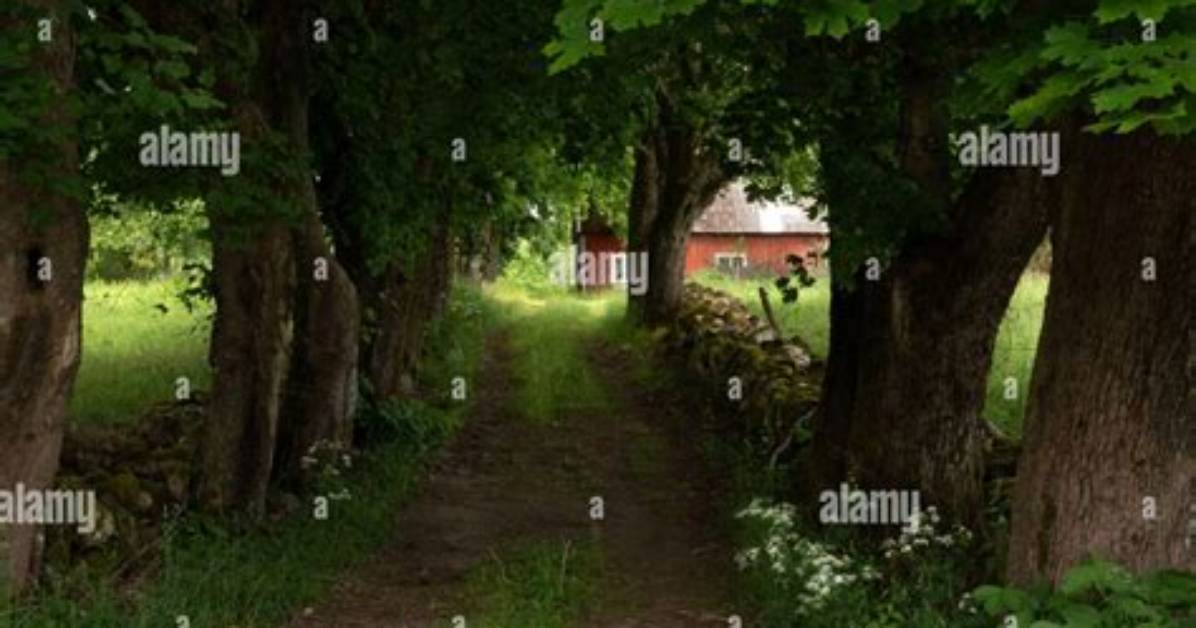 How Old Do Norway Maples Get?