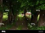 How Old Do Norway Maples Get?
