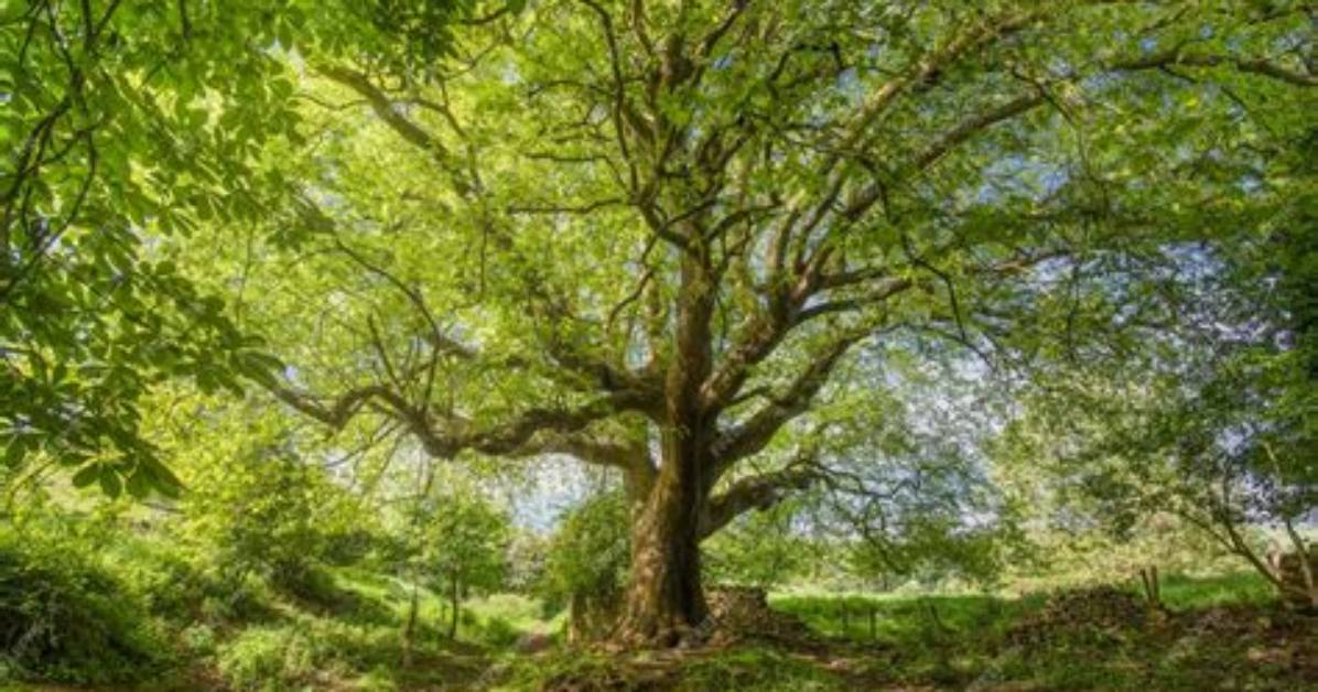 How Old Is a Mature Maple Tree?