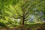 How Old Is a Mature Maple Tree?