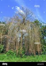 How Old Is a Mature Willow Tree?
