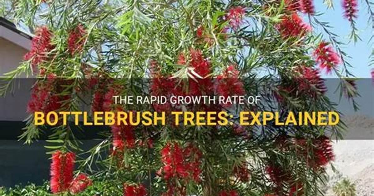 How Quickly Do Bottlebrush Trees Grow?