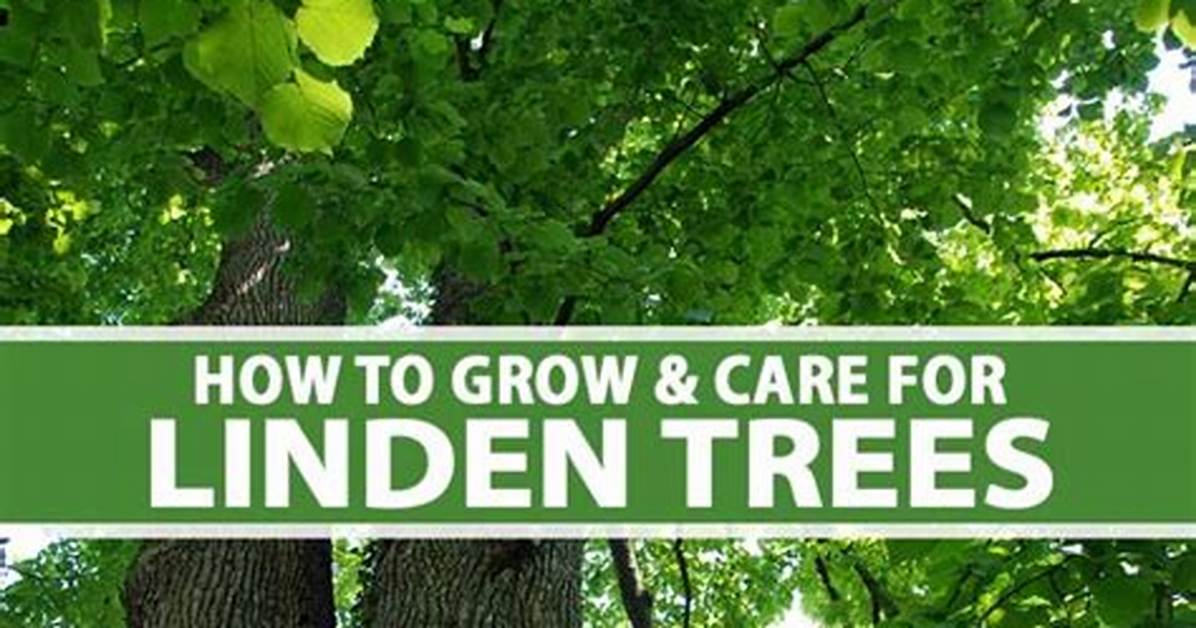 How Quickly Do Linden Trees Grow?