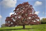 How Quickly Does a Copper Beech Tree Grow?