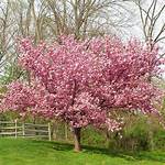 How Quickly Does a Kwanzan Cherry Tree Grow?