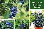 How Should I Plant My Blueberry Bush?