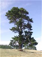 How Tall Are Monterey Pines?