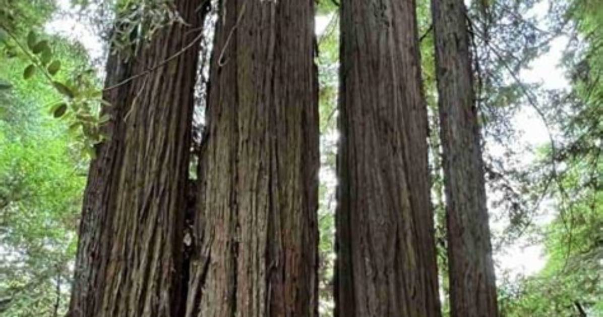 How Tall Can a Coastal Redwood Get?