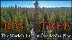 How Tall Can a Ponderosa Pine Get?