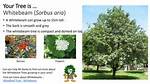 How Tall Can a Whitebeam Tree Grow?