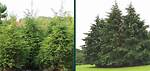 How Tall Can Eastern Hemlock Trees Be Before They Die?