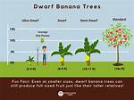 How Tall Do Banana Leaf Trees Get?