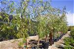 How Tall Do California Pepper Trees Get?