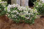 How Tall Do Indian Hawthorn Shrubs Get?