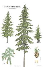 How Tall Do Western Hemlocks Grow?