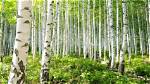 How Tall Does a Birch Tree Grow?