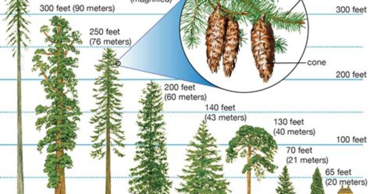How Tall Does a Douglas Fir Tree Get?
