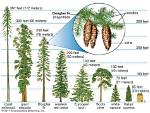 How Tall Does a Douglas Fir Tree Get?