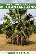 How Tall Does a Fan Palm Get?