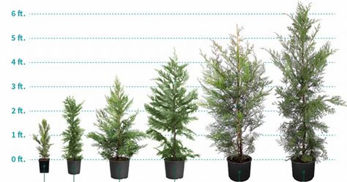 How Tall Does a Leylandii Tree Grow to Be?