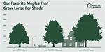 How Tall Does a Norway Maple Get?