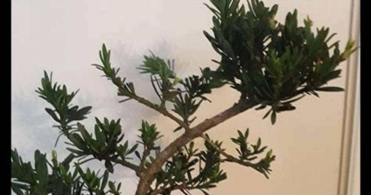 How Tall Does a Podocarpus Plant Grow in Florida?