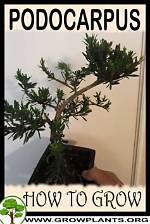 How Tall Does a Podocarpus Plant Grow in Florida?