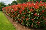 How Tall Does a Red Robin Photinia Get?