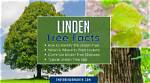 How Tall Does an American Linden Grow?
