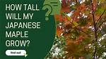 How Tall Should a Japanese Maple Be?