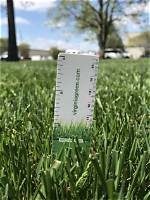 How Tall Should You Keep Tall Fescue?