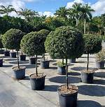 How to Buy a Topiary Tree from Terrace Gardener?