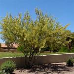 How to Care for a Catclaw Acacia Tree?